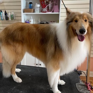 Glitz and Glamour Dog Grooming - Plainfield, IL